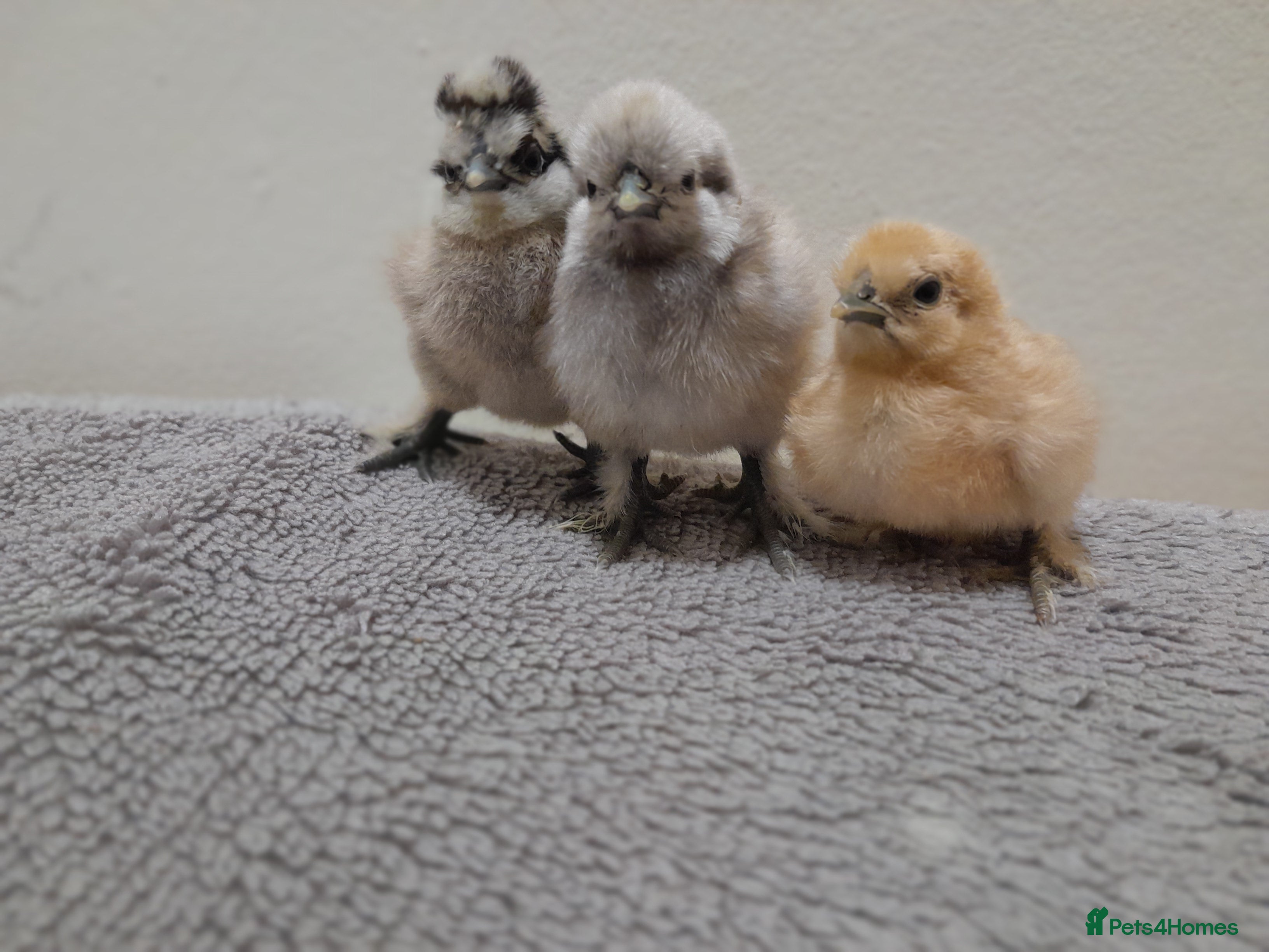Chickens poultry Outstanding Bantam Silkie Chicks   - Advert 2