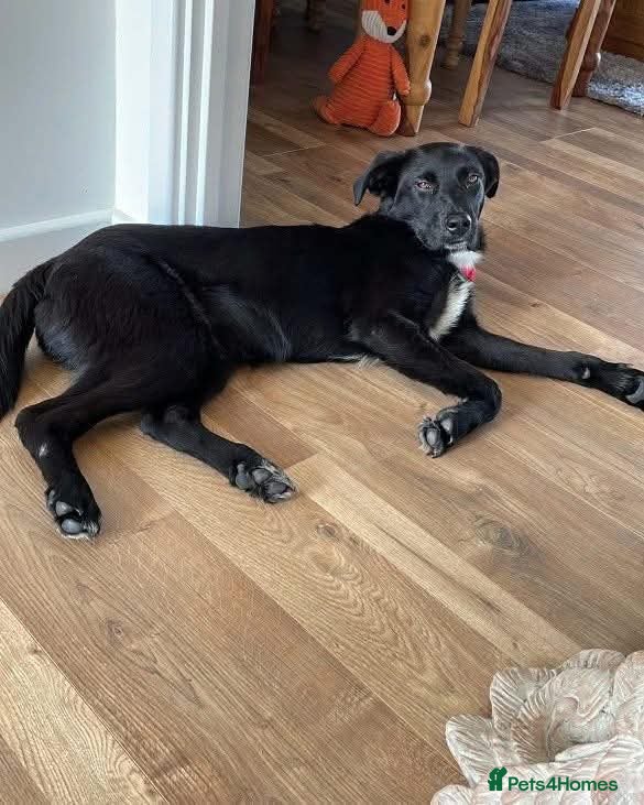 ️beautiful nova ✨️ — Mixed Breed