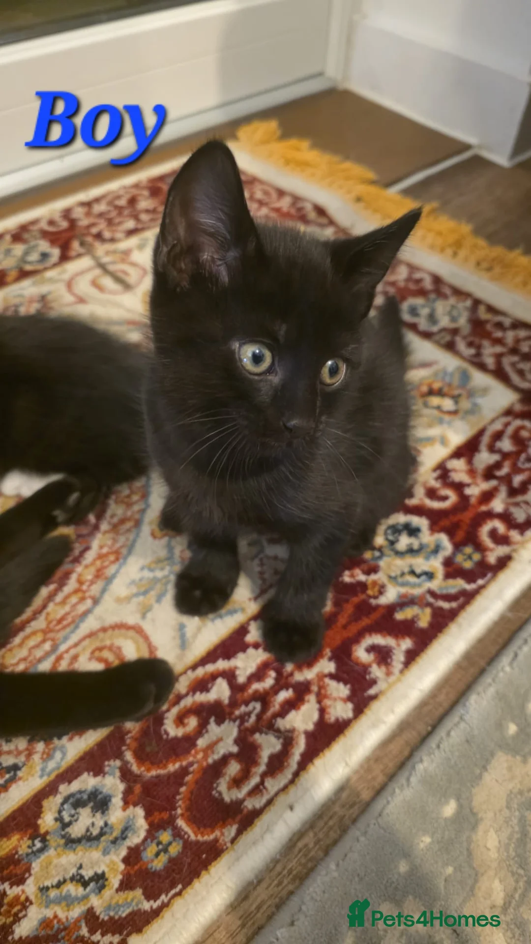 Mixed Breed cats for sale: 3 kittens beautiful ready to go - Advert 5