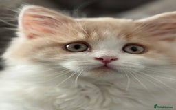 British Longhair cats for sale: Ready now . British longhair boy  - Image 13