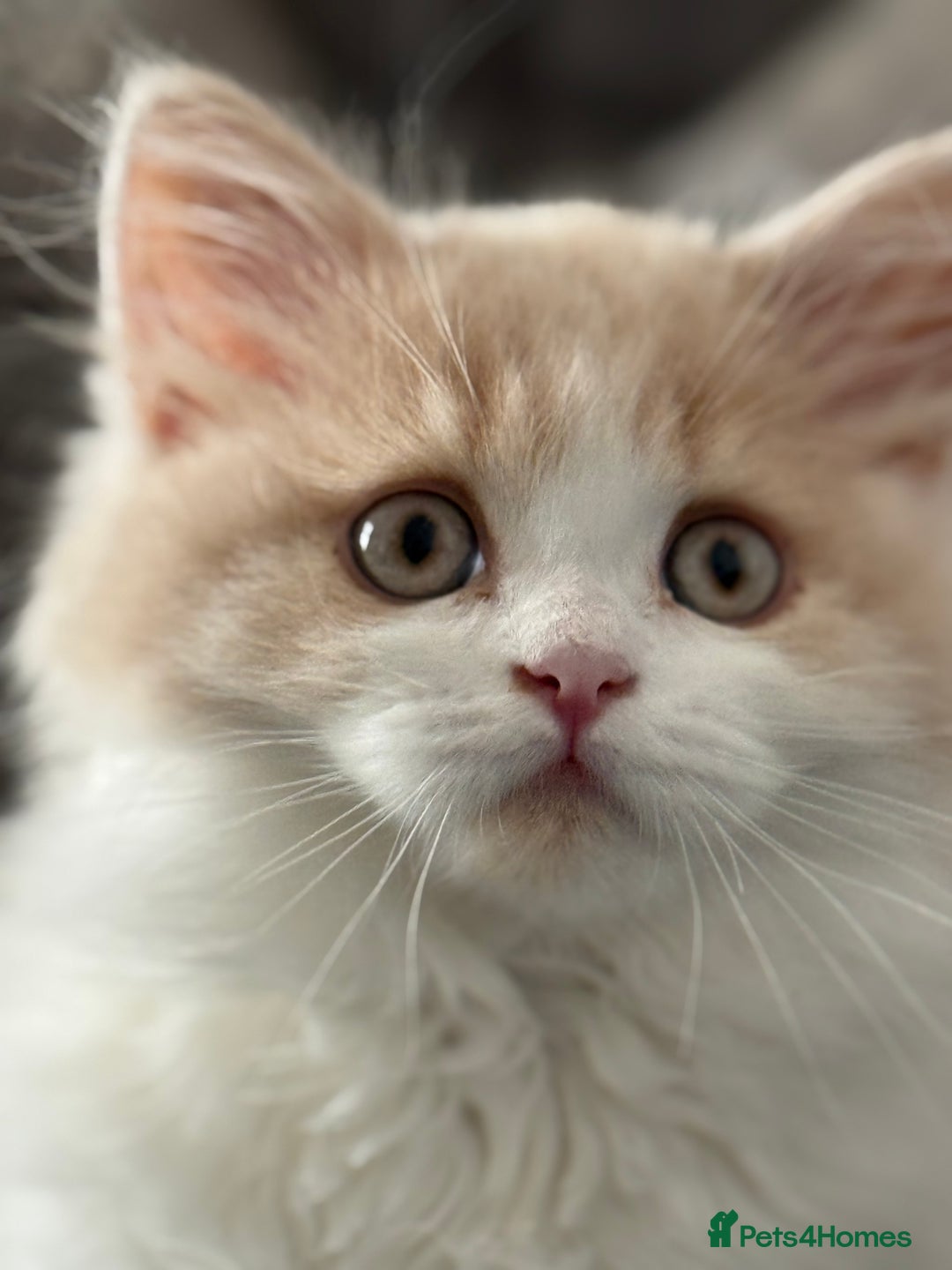 British Longhair cats for sale: Ready now . British longhair boy  - Image 13