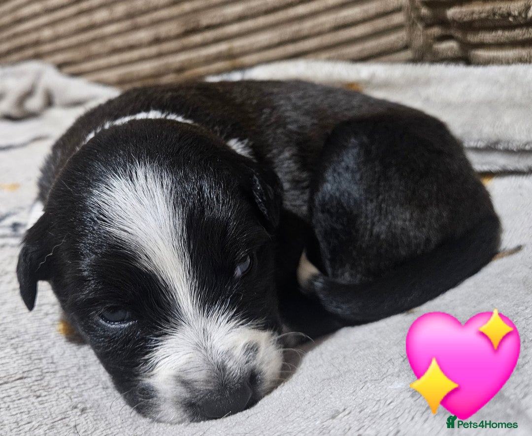 Mixed Breed dogs for sale: 🐾Border Collie x Blue Heeler/Ridgeback Pups🐾 - Advert 7
