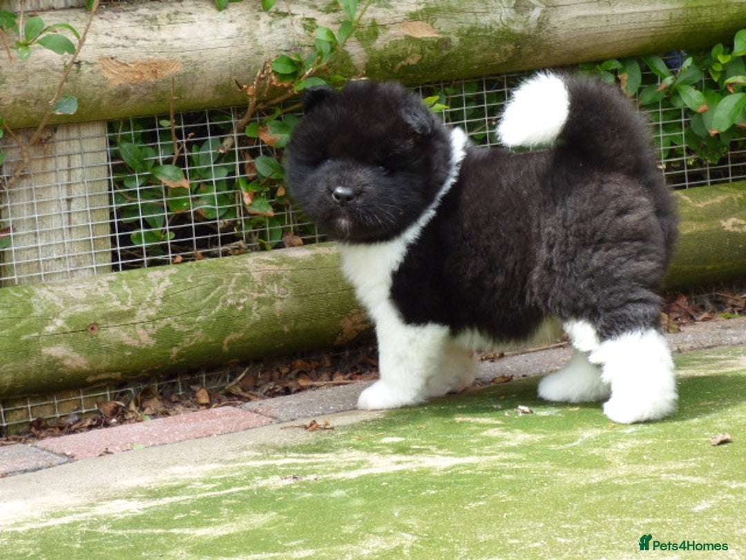 Akita dogs for sale: Quality Akita Babies (& KC Registered) - Image 34