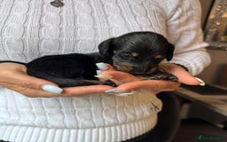 Miniature Dachshund dogs for sale: Miniature long-haired dachshunds - Image 5