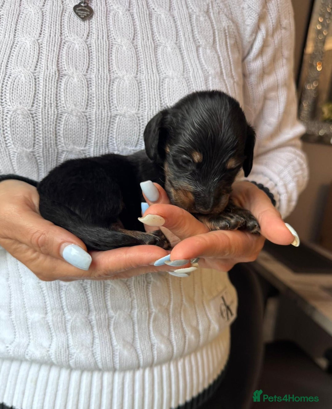 Miniature Dachshund dogs for sale: Miniature long-haired dachshunds - Image 5