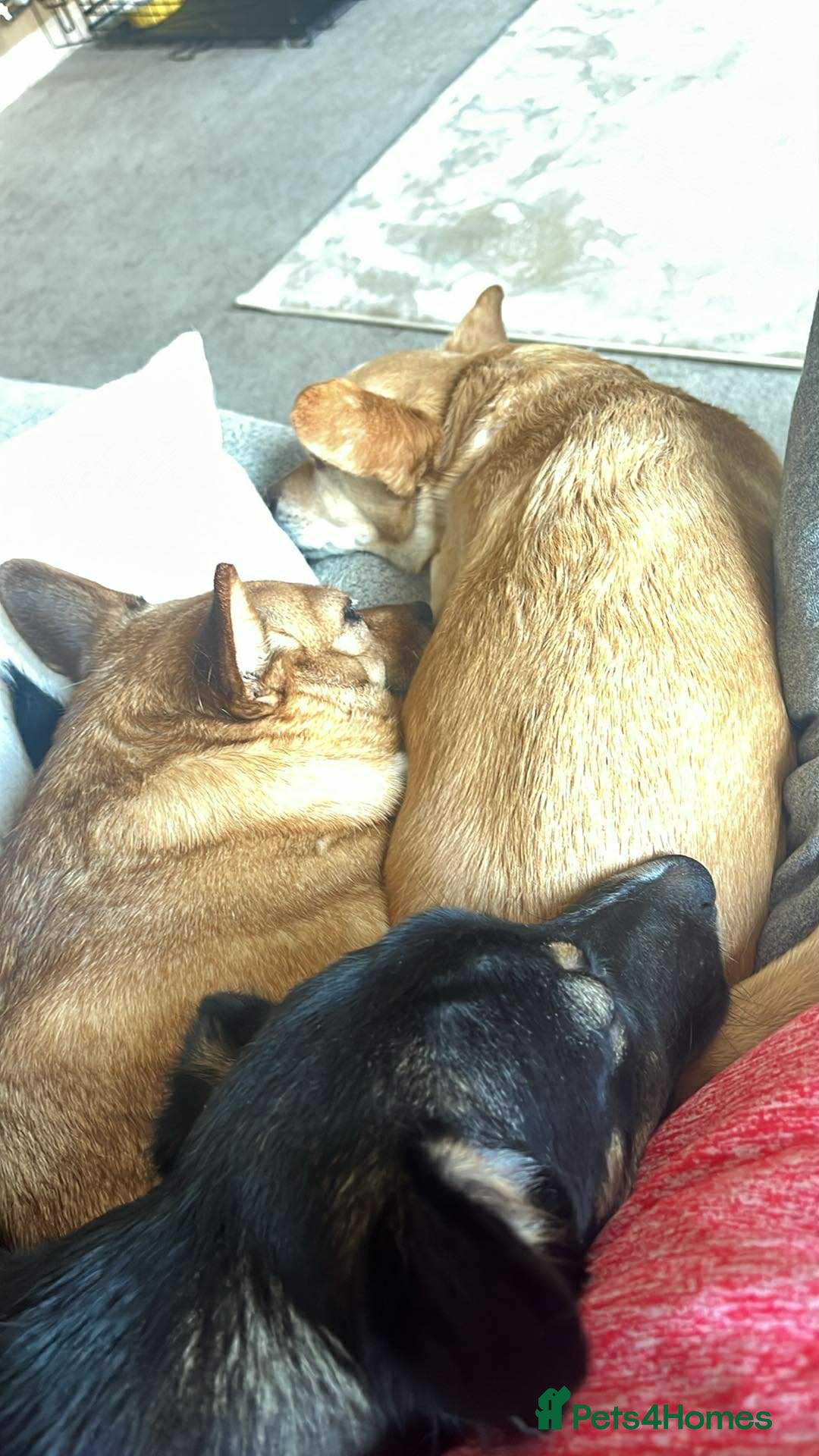 Mixed Breed dogs for adoption: Pepper  - Image 4