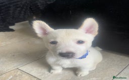 Mixed Breed dogs for sale: 4 LEFT husky x staff puppies - Image 2