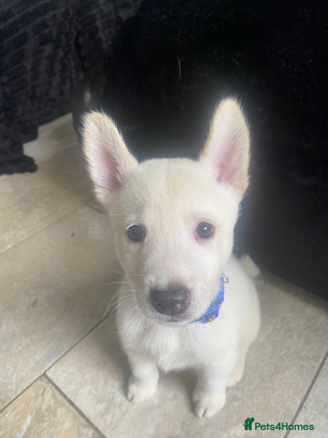 Mixed Breed dogs for sale: 4 LEFT husky x staff puppies - Image 2