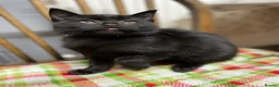 Mixed Breed cats for sale: Beautiful black smooth haired kittens in Tavistock - Advert 5