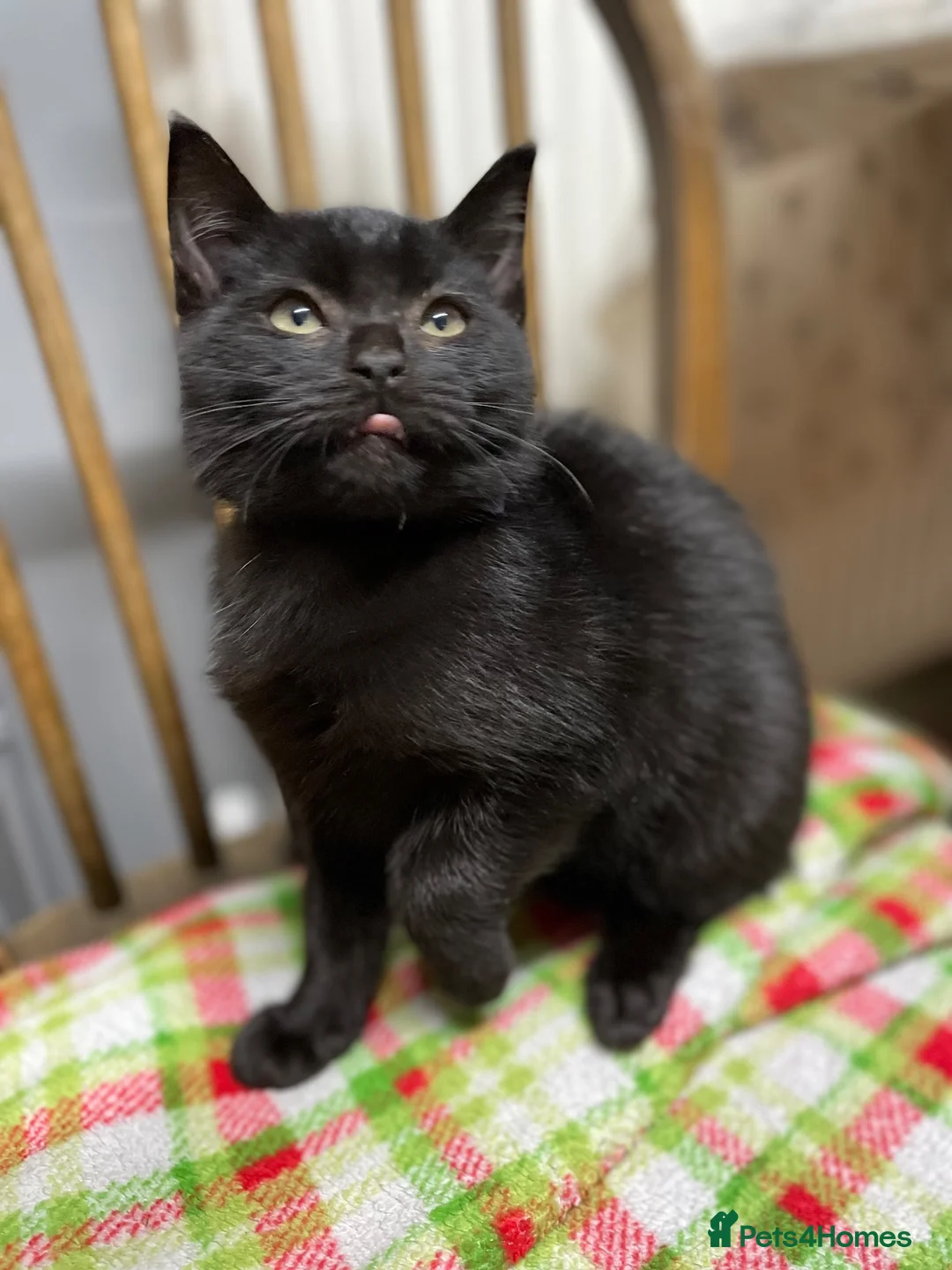Mixed Breed cats for sale: Beautiful black smooth haired kittens in Tavistock - Advert 5