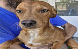 Mixed Breed dogs for adoption: Rum needs a loving home  - Image 2