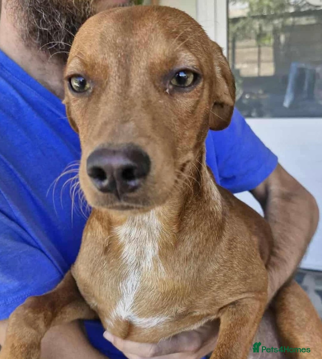 Mixed Breed dogs for adoption: Rum needs a loving home  - Image 2