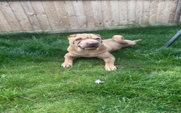 Shar Pei dogs for stud: Mr Bear 🐻 🦍 - Image 12