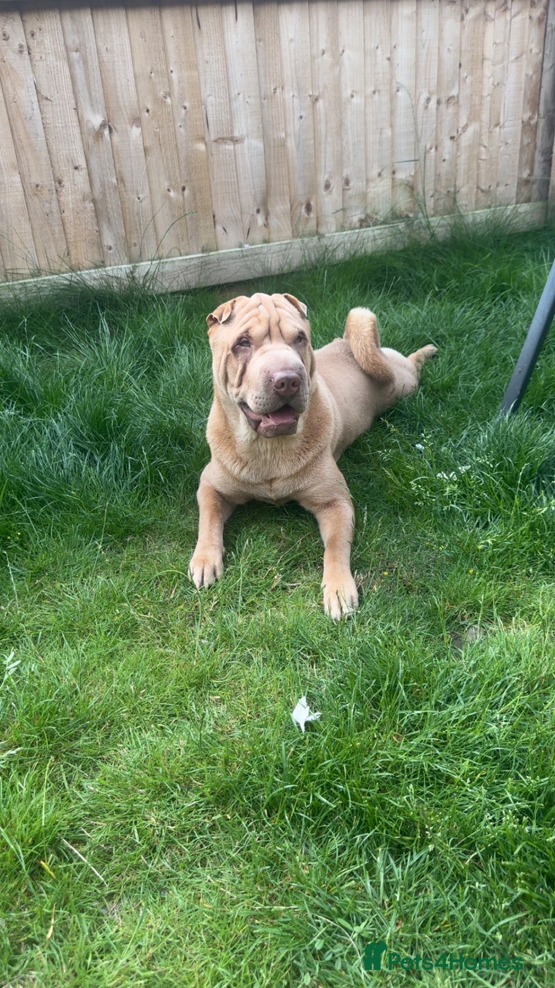Shar Pei dogs for stud: Mr Bear 🐻 🦍 - Image 12