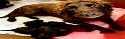 Cockapoo dogs for sale: F1 Cockapoo Puppys in Harlow - Advert 6