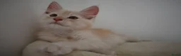 Maine Coon cats for sale:  RARELY LION KING - Advert 11
