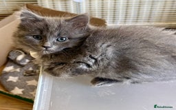 Mixed Breed cats for sale: Delightful Rag-doll Mixed Breed Kittens READY NOW! - Image 16