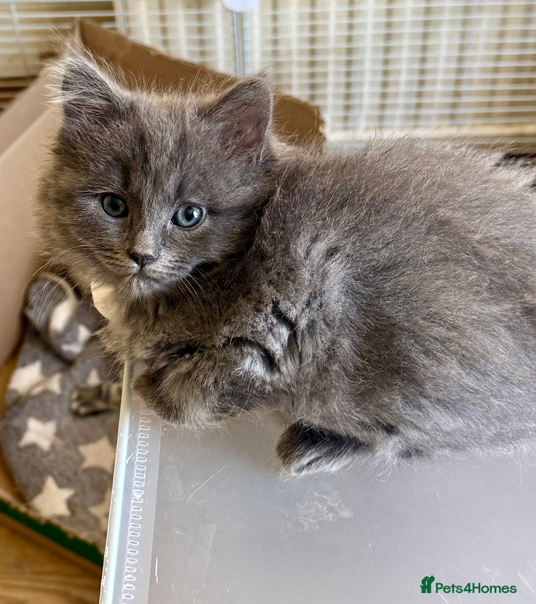 Mixed Breed cats for sale: Delightful Rag-doll Mixed Breed Kittens READY NOW! - Image 16