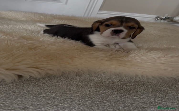 Beagle dogs - Advert 11