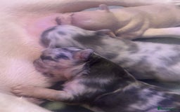 French Bulldog dogs for sale: fluffy french bulldogs - Advert 9