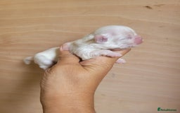 Shih Tzu dogs for sale: Three stunning Lavender/dobie Imperial ShihTzu - Image 8