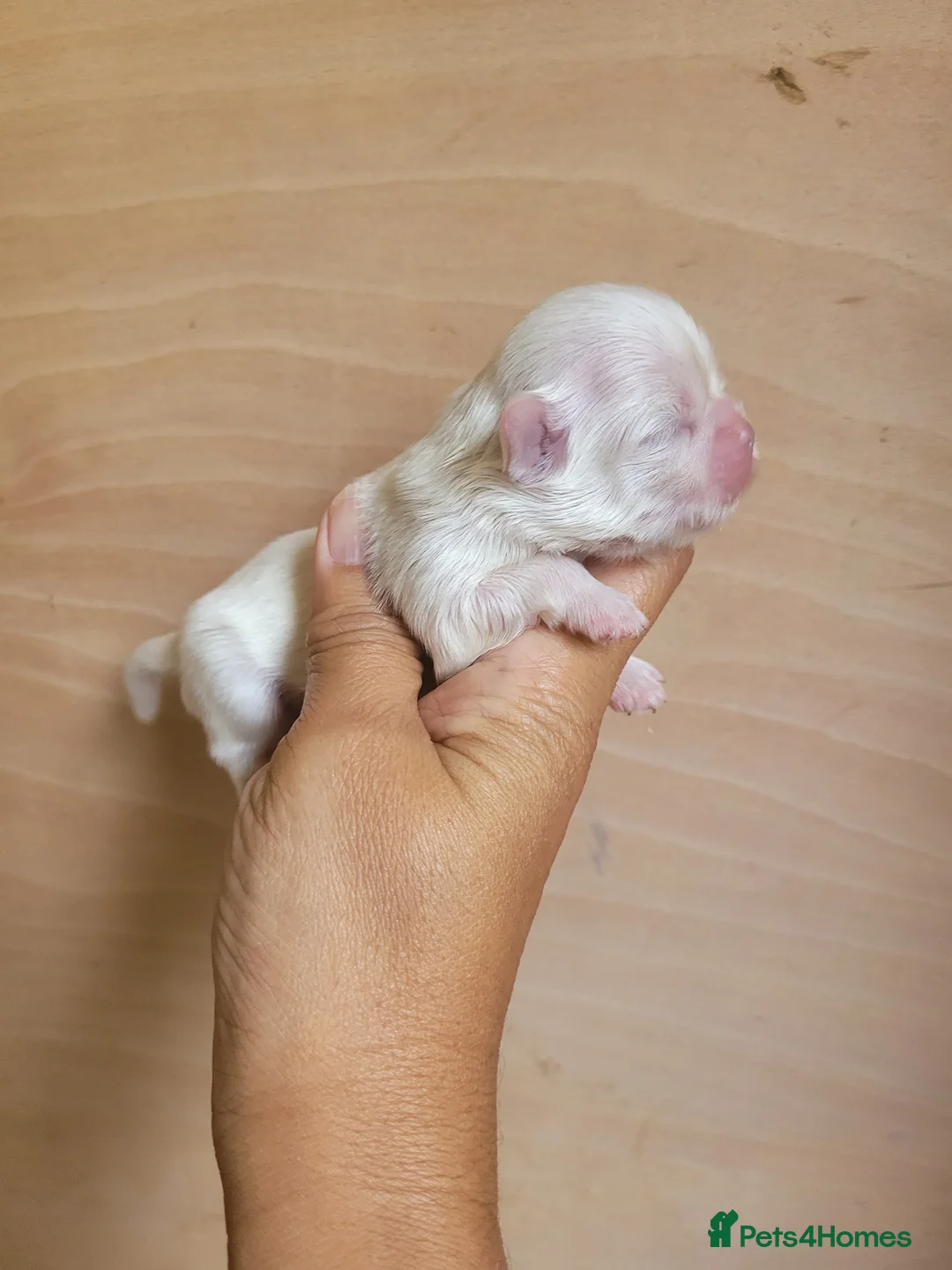 Shih Tzu dogs for sale: Super tiny weight 2lbs Imperial ShihTzu boy - Advert 11