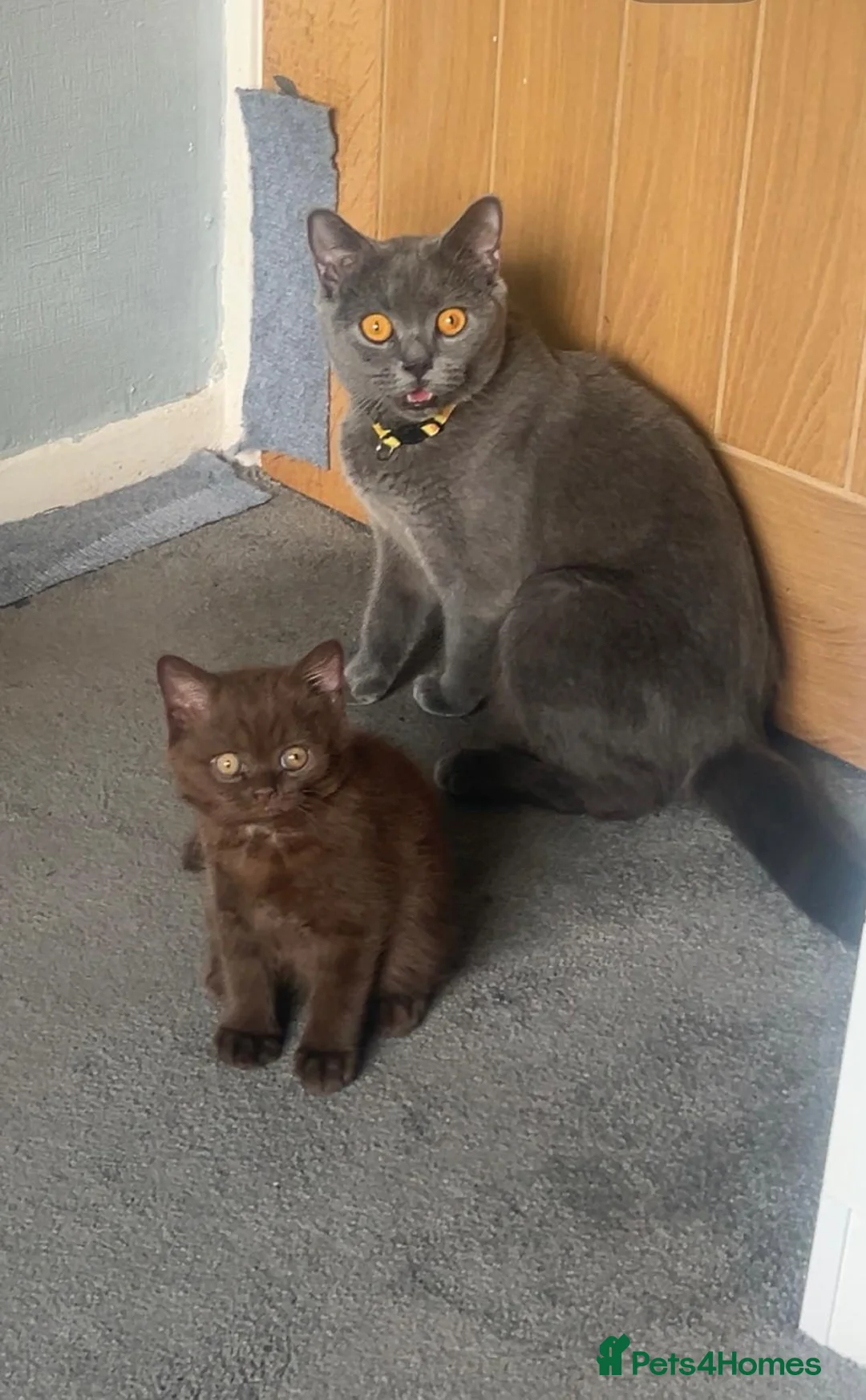 British Shorthair cats for sale: Kitten  - Advert 1