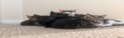 Domestic Shorthair cats for sale: 2 tabby and 3 black- ALL MALE KITTENS  - Advert 11