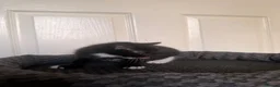 Domestic Shorthair cats for sale: 4 beautiful baby’s ready for there home - Advert 2