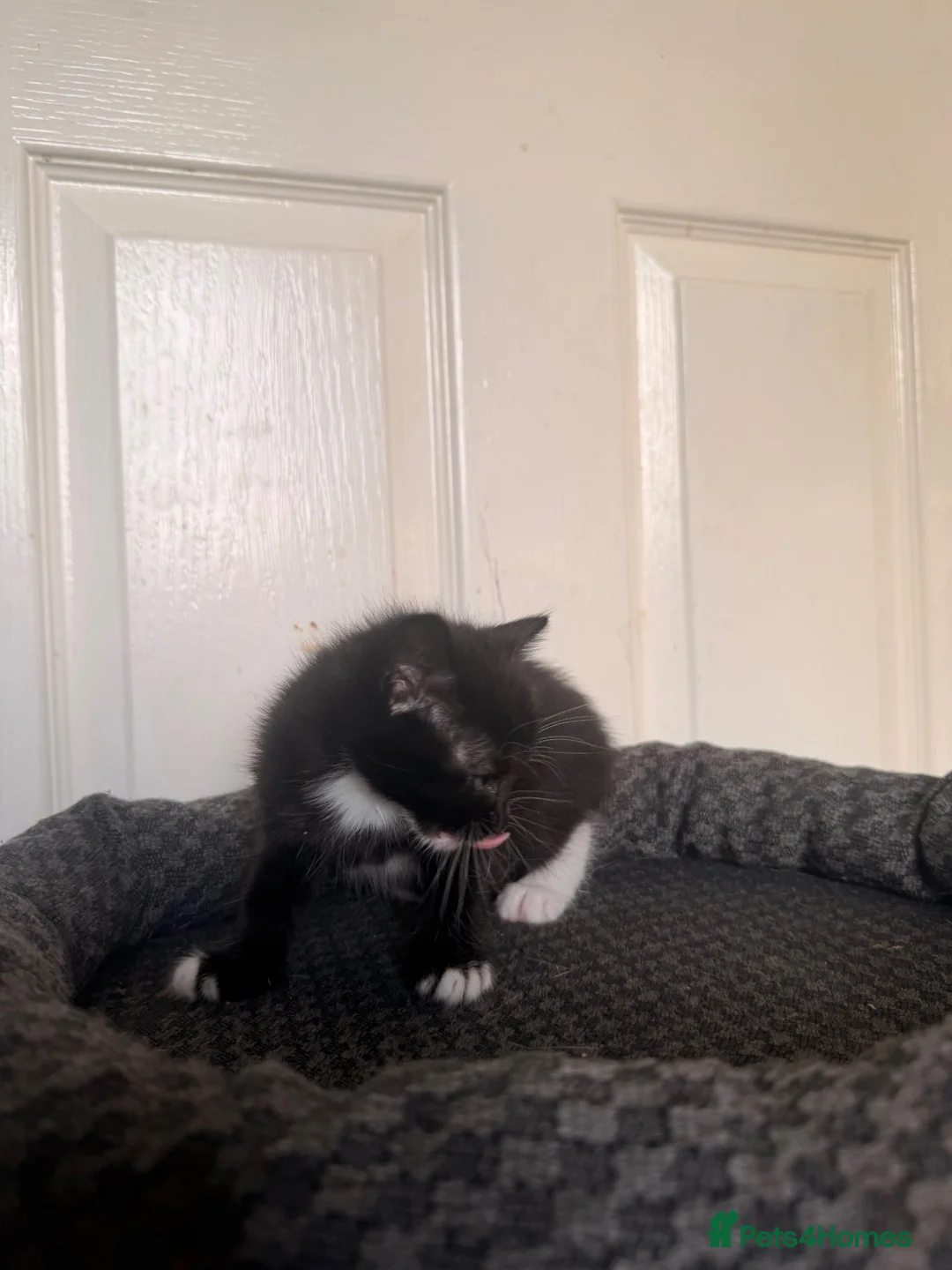 Domestic Shorthair cats for sale: 4 beautiful baby’s ready for there home - Advert 2