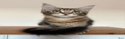 Maine Coon cats for sale: Maine Coons Kittens Ready to leave  in Salford - Advert 7