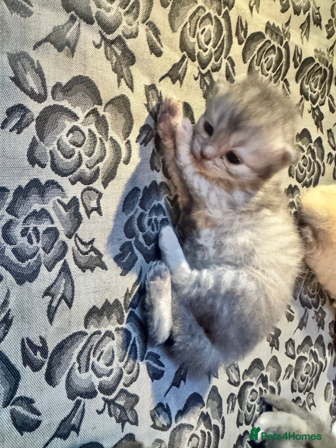 Maine Coon cats for sale: Main coon adorable kittens  - Advert 6