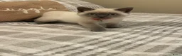 Ragdoll cats for sale: Siena  - Advert 16