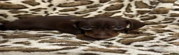 Dachshund dogs for sale: 🩷Amazing dachshund puppies🩷 - Advert 13