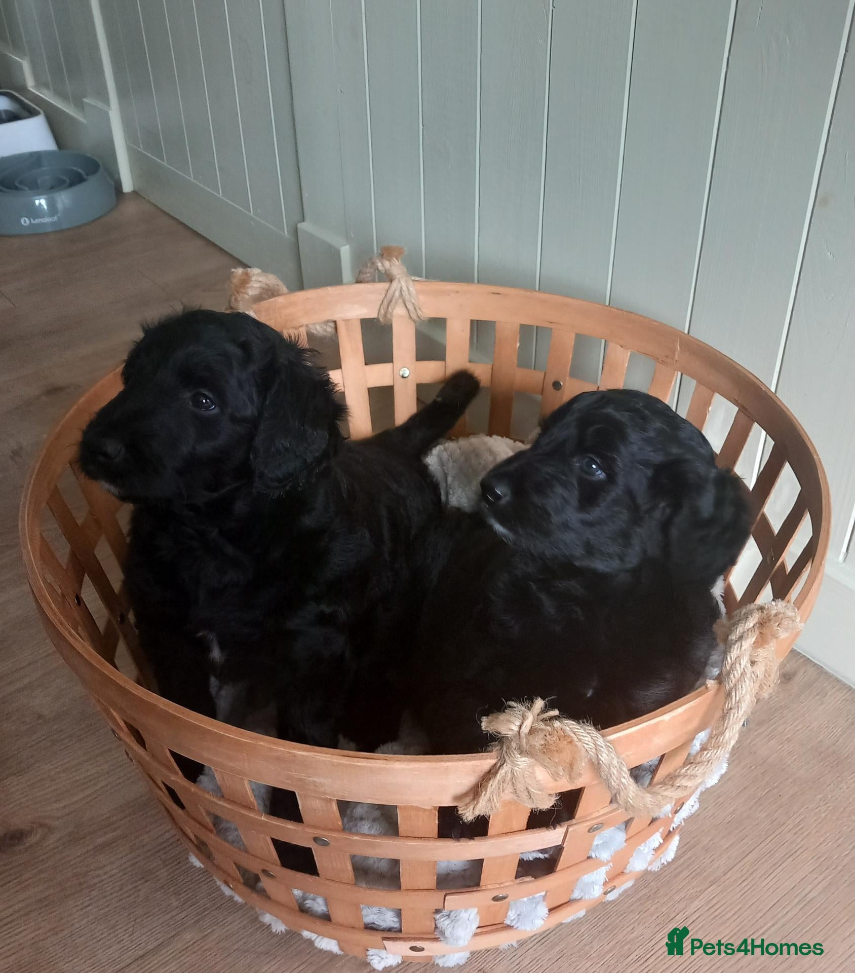 Bordoodle dogs Beautiful Home-Raised Bordoodle Puppies – 2 Girls - Advert 3