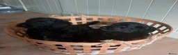 Bordoodle dogs for sale: Beautiful Home-Raised Bordoodle Puppies – 2 Girls in Galashiels - Advert 1