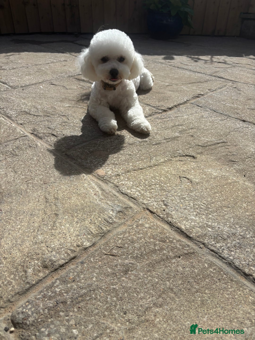 Poochon dogs for sale: Beautiful fluffy puppies  - Advert 13