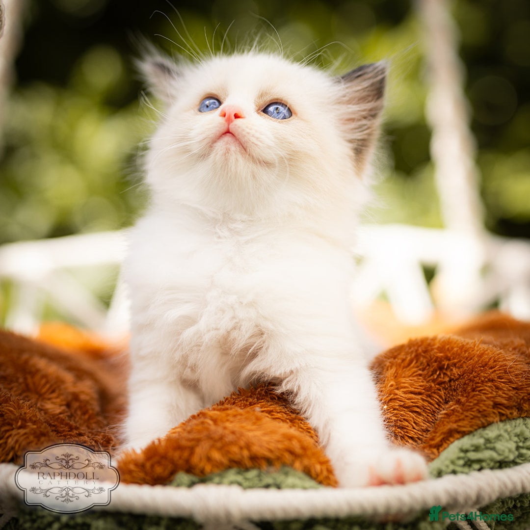 Ragdoll cats for sale: Ragdoll Seal Bicolor Kitten Girl TICA in London - Image 2