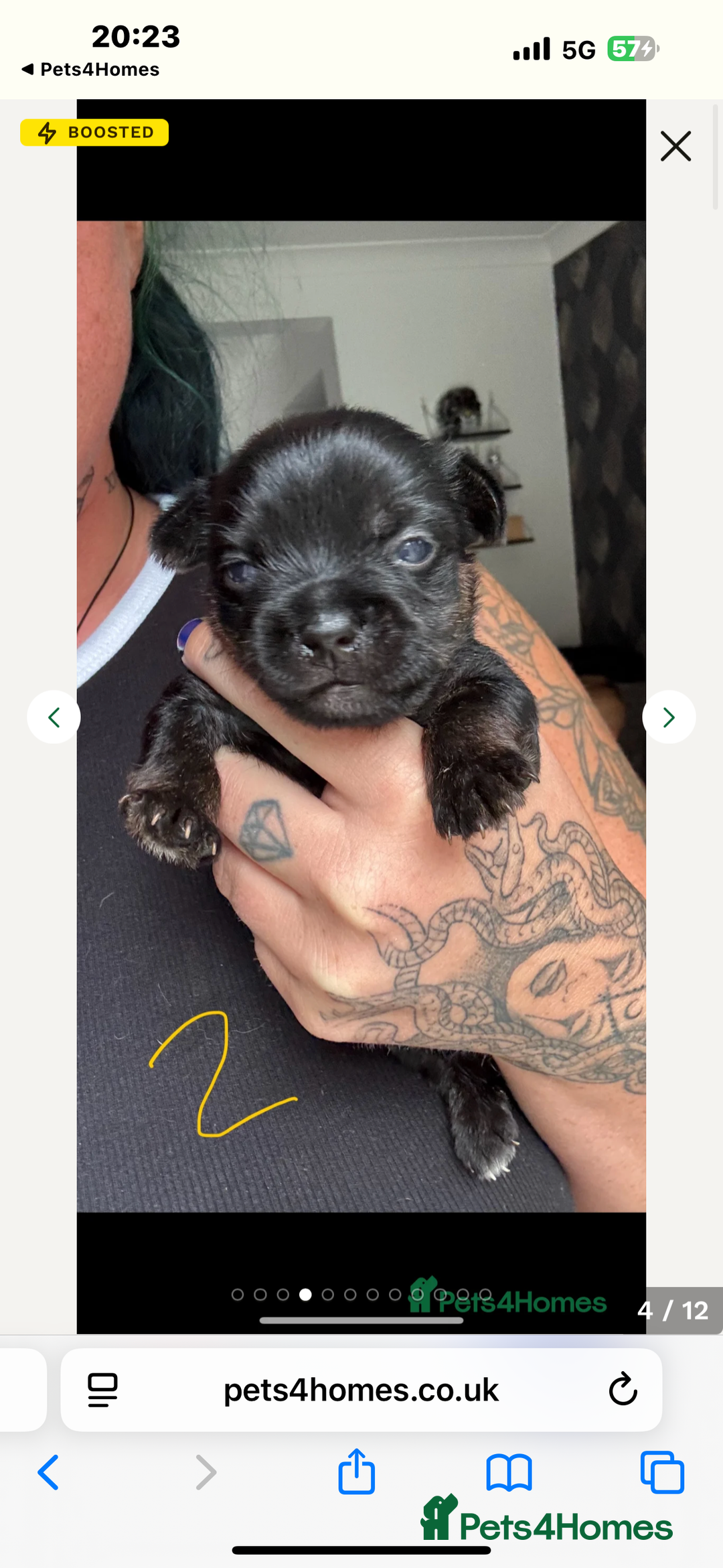 Mixed Breed dogs for sale: French yorkie (frorkie) puppies  - Image 7