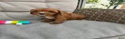 Cavapoo dogs for sale: Beautiful Cavapoo Puppies 2 Boys 1 Girl Available  - Advert 5