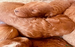 Cavapoo dogs for sale: Fabulous F1b Cavapoo litter - DNA clear - Image 3