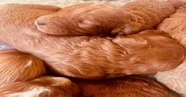 Cavapoo dogs - Advert 2