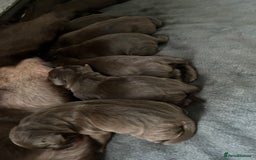 Labrador Retriever dogs for sale: Chunky Chocolate Labrador Puppies  - Image 13