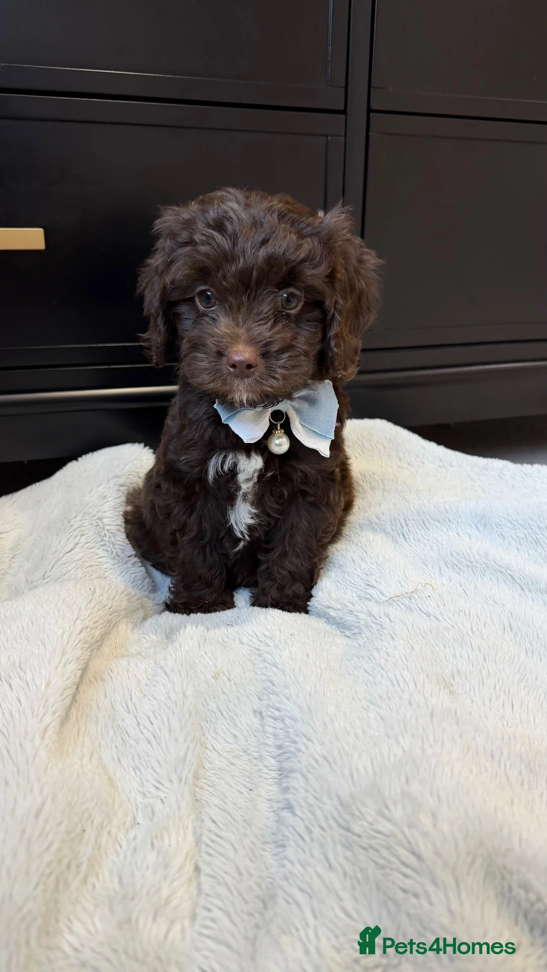 Cavapoo dogs for sale: Chocolate Cavapoos amazing quality - Advert 2