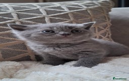 British Shorthair cats for sale: TOP QUALITY CHAMPION🏆 BRITISH SHORTHAIR KITTENS in Swadlincote - Image 9