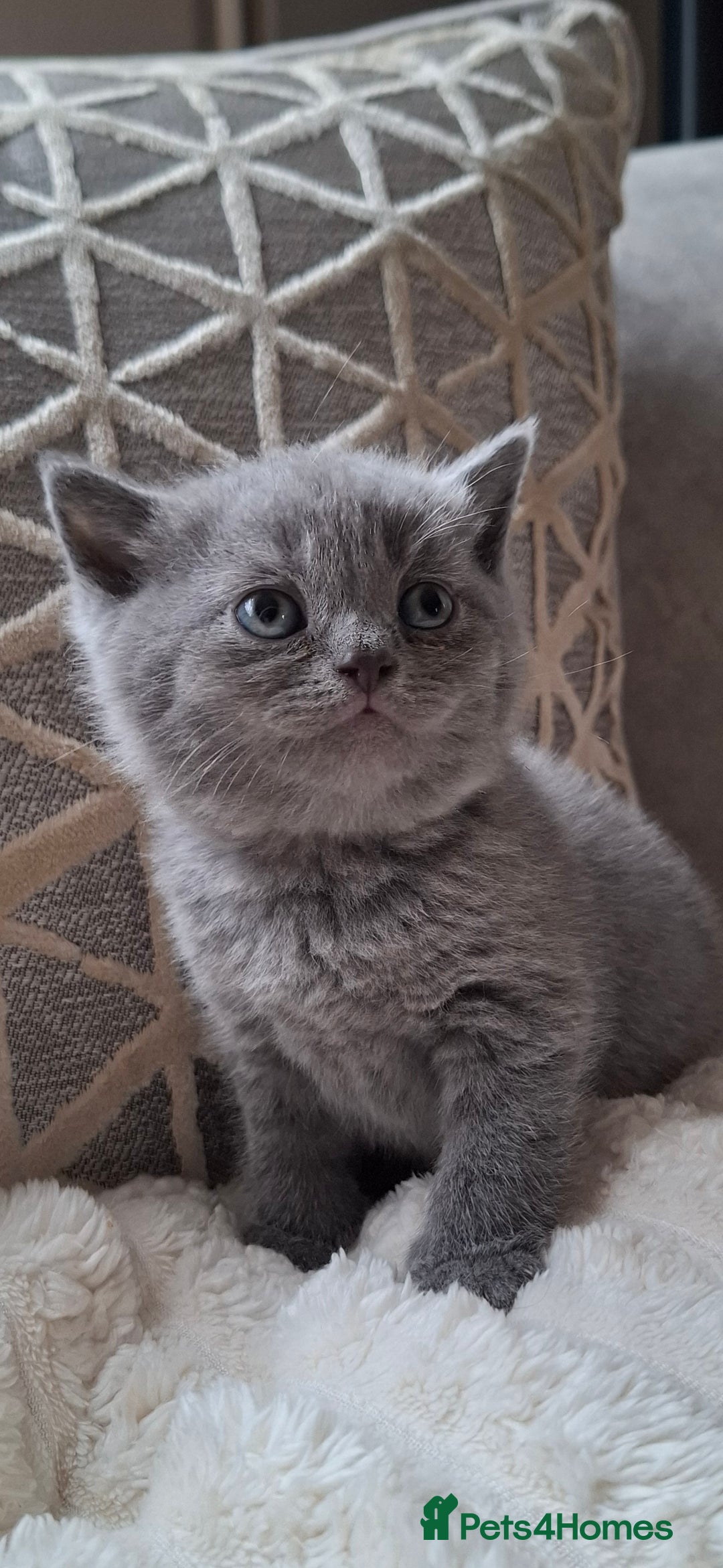 British Shorthair cats for sale: TOP QUALITY CHAMPION🏆 BRITISH SHORTHAIR KITTENS in Swadlincote - Image 9