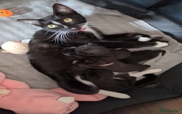 Domestic Shorthair cats for sale: 3 Kittens for Sale - Image 8