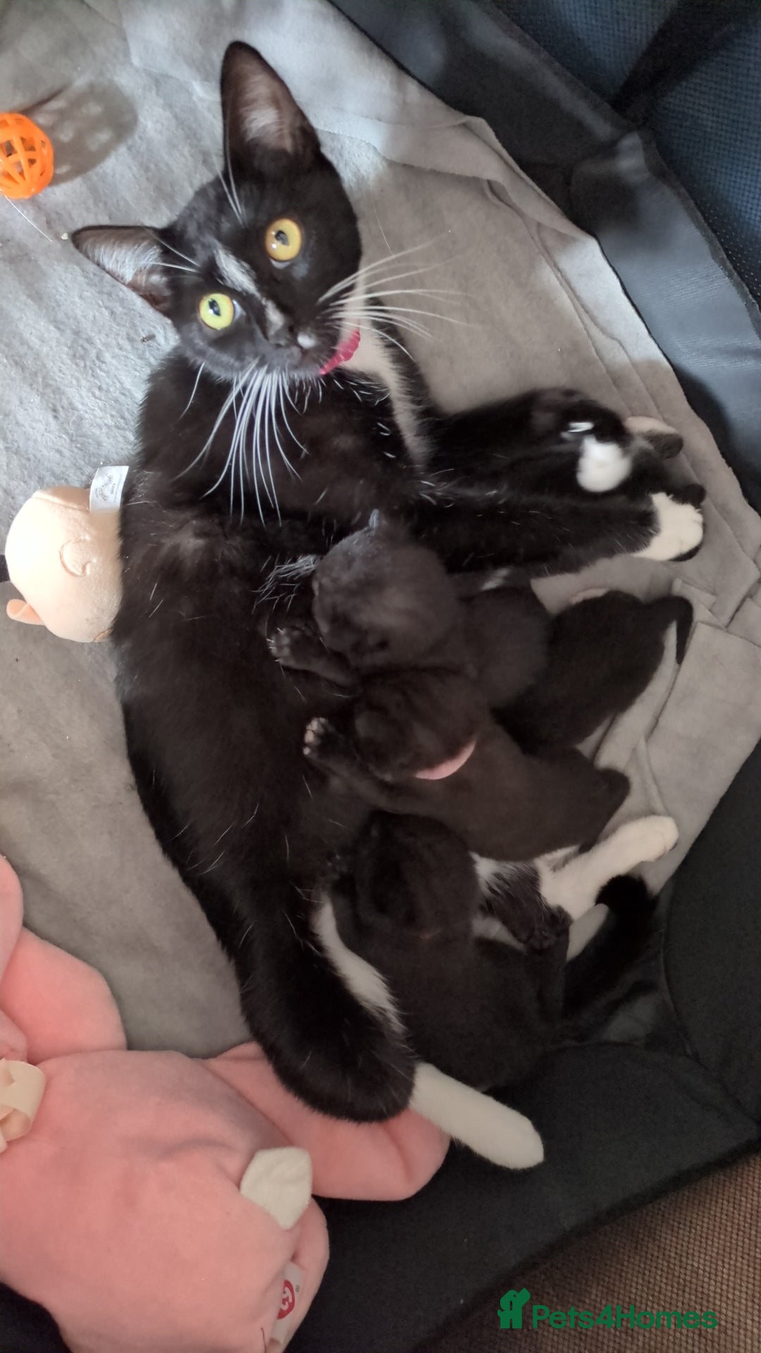 Domestic Shorthair cats for sale: 3 Kittens for Sale - Image 8