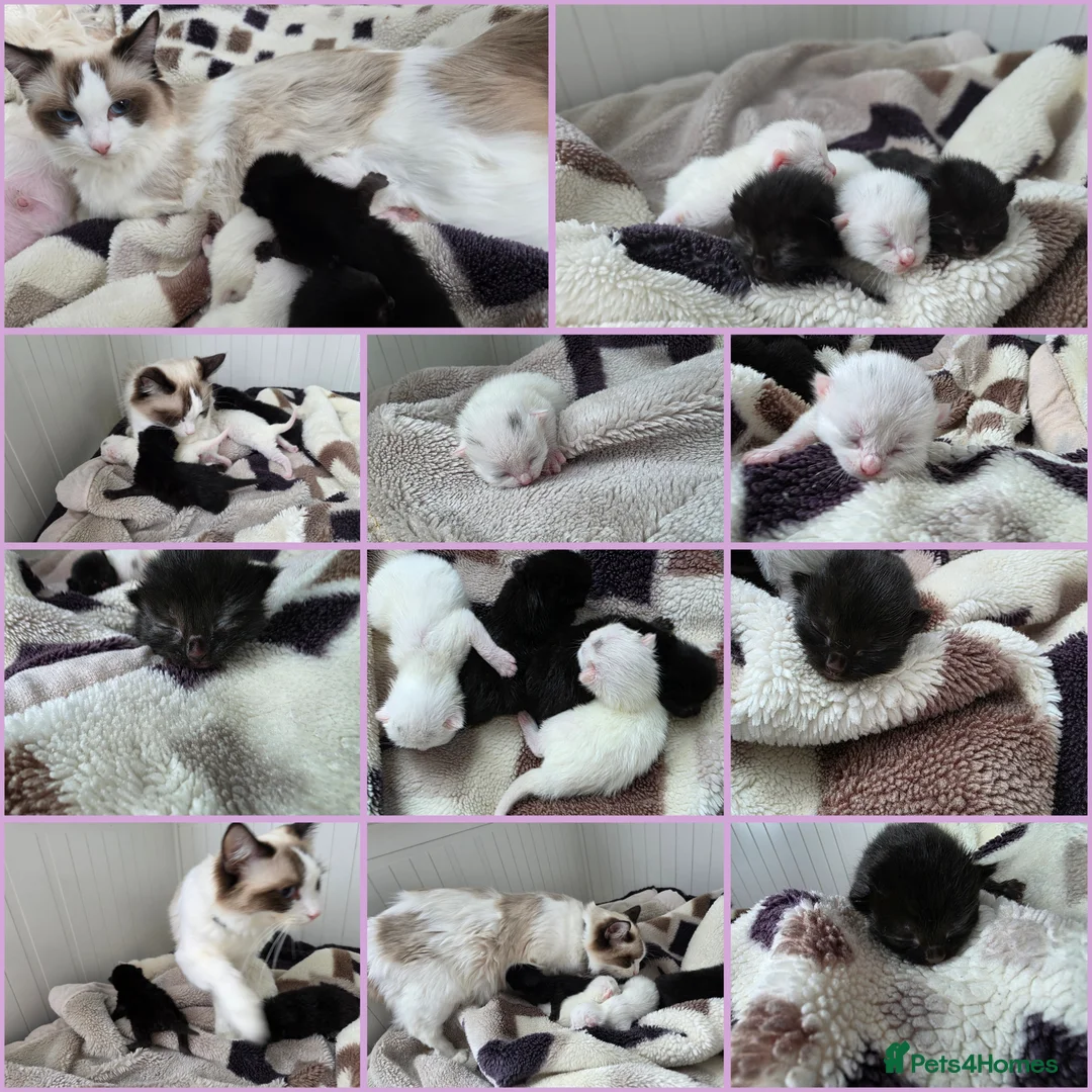 Mixed Breed cats for sale: Kittens😻Ragdoll mom x mixed breed dad😺 - Advert 1