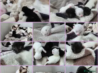 Mixed Breed cats Kittens😻Ragdoll mom x mixed breed dad😺 - Advert 1